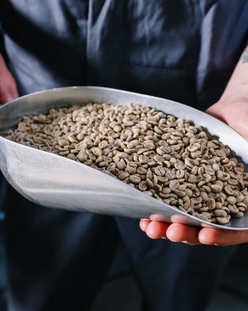 Des mains tiennent une pelle en inox remplie de grains de café verts, encore crus